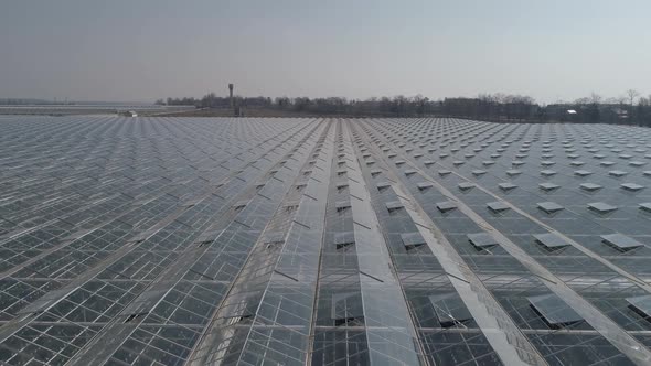 Flying Over Glass Greenhouses Growing Plants in Large Industrial Greenhouses View From a Height