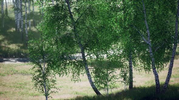 Birch Forest in Sunlight in the Morning