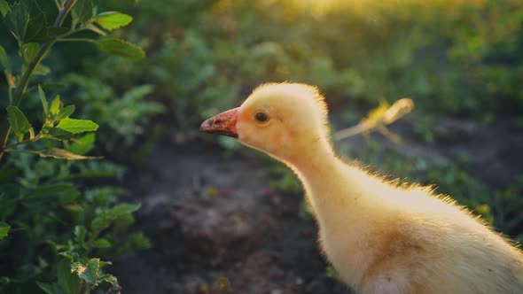 Gosling on a green lawn. Bird in the backyard. Farming. Cub of geese in the pasture in the sunrays.