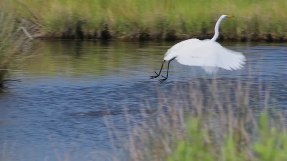 Great Egret takes off for short flight in slow motion across a small estuary