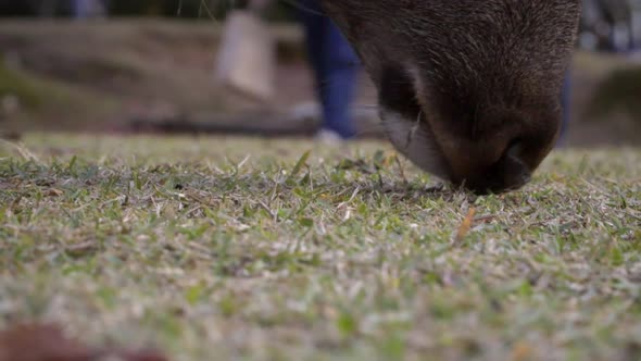 Male Japanese Sika deer or buck grazing in Nara park, low close up shot