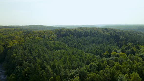 ecological forest, green forest, Evergreen deciduous tree crowns of Witomino forest on a sunny day,