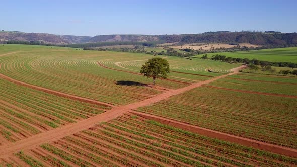 Aerial of vast sugarcane plantation with solitary tree. Forwardement