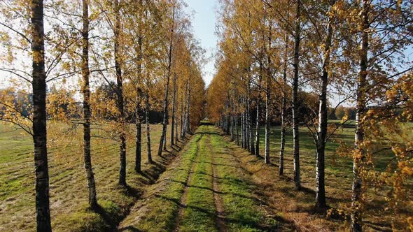 Rows of Birches with Yellow Leaves Between Meadows in Autumn