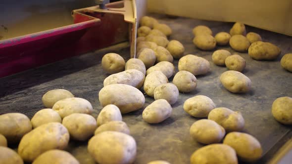 Sorting Potatoes on the Farm