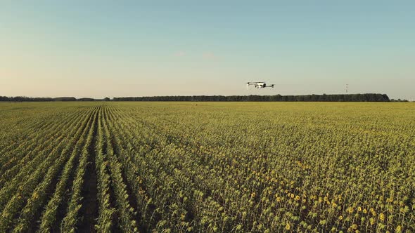 Agriculture drone over a field of sunflowers at sunset