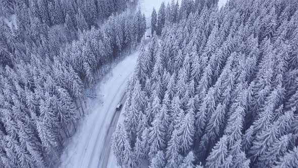 Aerial Flight Over Winter Forest with Road