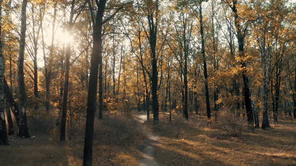 Forest Autumn Park Sun Morning Mist Yellow Magical