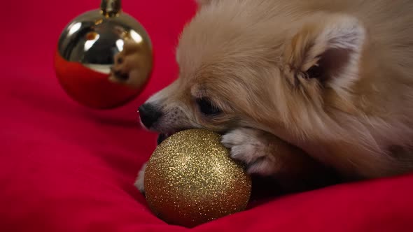 A Pygmy Pomeranian Spitz Lies on a Red Blanket and Gnaws at a Golden Christmas Ball