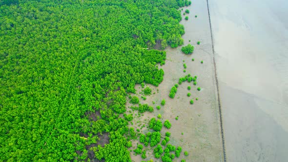 4K : Aerial view over beautiful mangrove forest. mangroves along the coastline