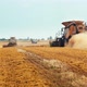 Wheat Harvesting on Field in Summer Season - VideoHive Item for Sale