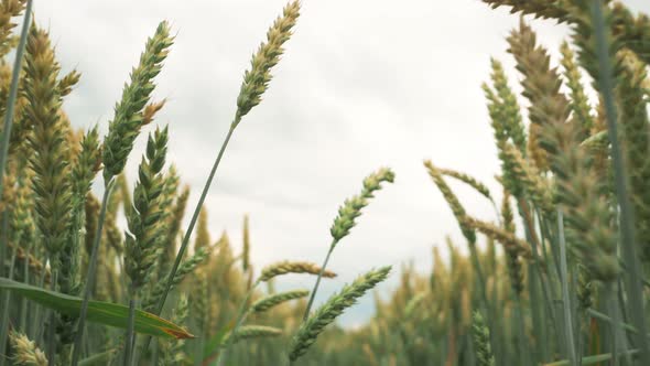 Wheat Plants Moving By Wind in Sunset