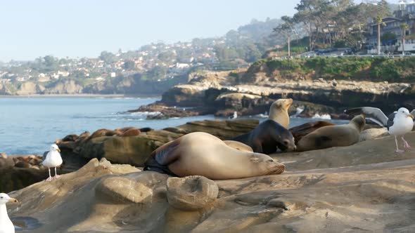 Sea Lions on the Rock in La Jolla. Playful Wild Eared Seals Crawling Near Pacific Ocean on Rock