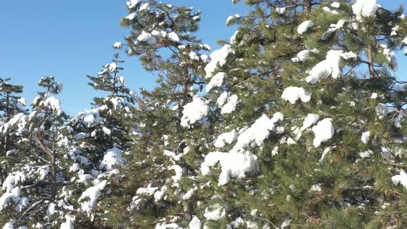 Evergreen tree branches with snow 4K aerial video