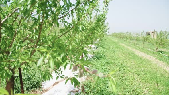 Slow motion of young almonds on a tree branch rocking in the wind.