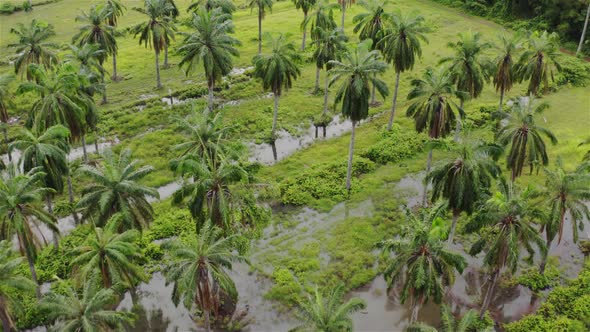 Flooded coconut plantation 6