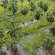 Flooded coconut plantation 6 - VideoHive Item for Sale