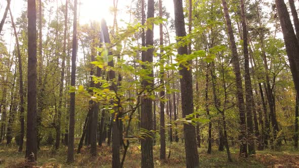 Trees in the Forest on an Autumn Day