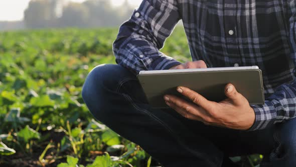 Farmer Examines the Growth of Winter Rapeseed in the Field