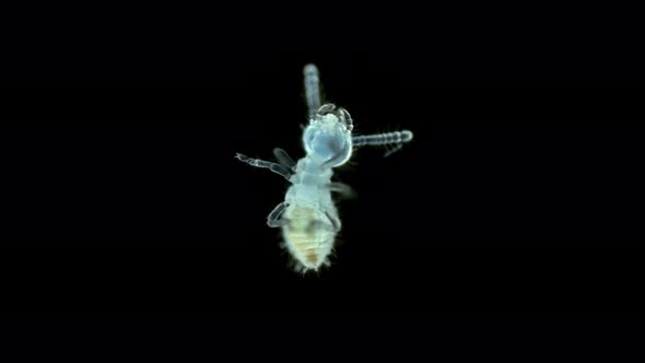 Termite Nymph (Isoptera) Reticulitermes Speratus Under a Microscope, Family Rhinotermitidae