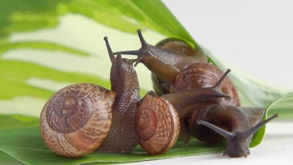 land snails on the plant, close-up