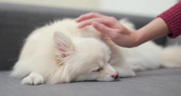 Pet Owner Touch on Her Dog