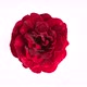 Red Rose on White Background - VideoHive Item for Sale