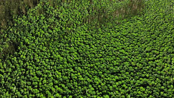 Flying over the lotus valley.