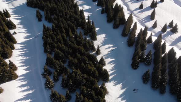 Pattern of Spruce in Winter Forest Top View