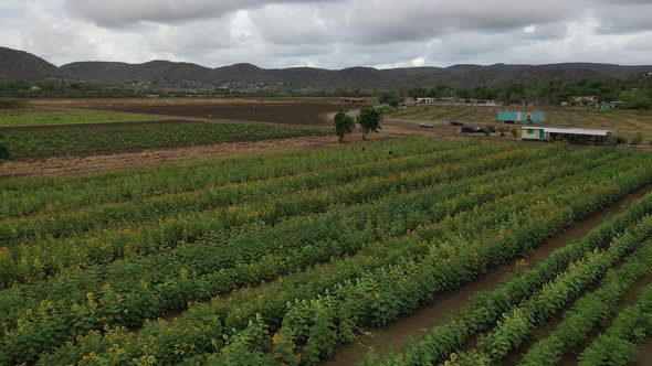 Aerial Drone footage of a sunflower field