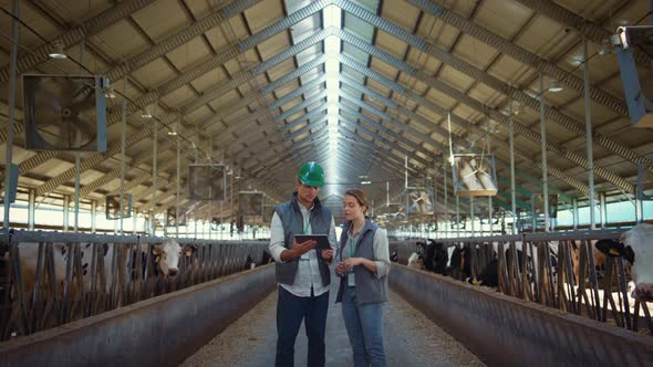 Animal Farm Managers Talking Holding Tablet Computer Inside Modern Cowshed Barn