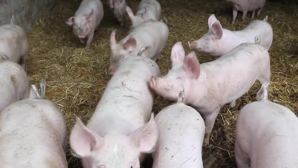 Pigs at pig farm