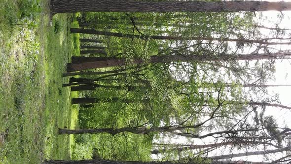 Vertical Video of a Forest with Pine Trees