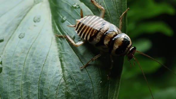 Orins Cockroach jumping off a leaf