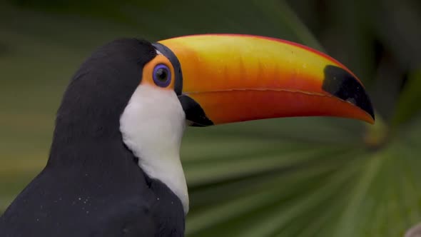 Slow motion close up shot of a toucan of a toucan looking around anding with green foliage on backgr