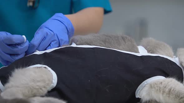 Veterinarian Putting After-Surgery Clothing on Cat, Spayed Pet Recovery, Closeup