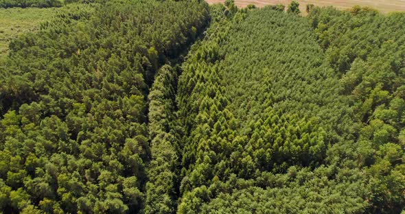 Aerial View of Forest Woods