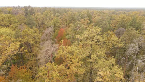 Autumn Forest with Trees By Day