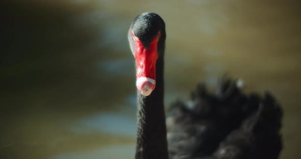 Adult black swan in the lake on a sunny day. Peaceful water background