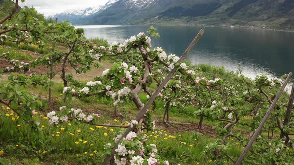 Apple tree farming blossom season at Hardanger Ullensvang Norway