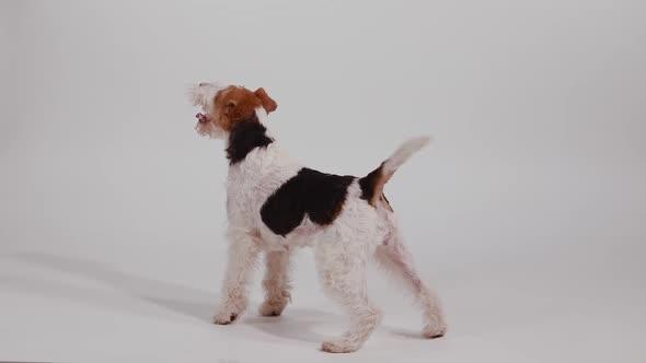 Side View of a Cheerful Spotted Fox Terrier in the Studio on a White Background. The Happy Dog