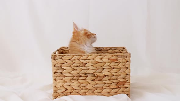 Ginger Kitten Playing in a Basket on a White Background