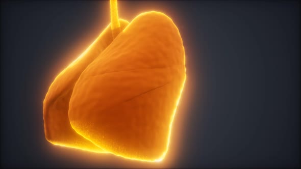 Loop 3d Rendered Medically Accurate Animation of the Human Lung