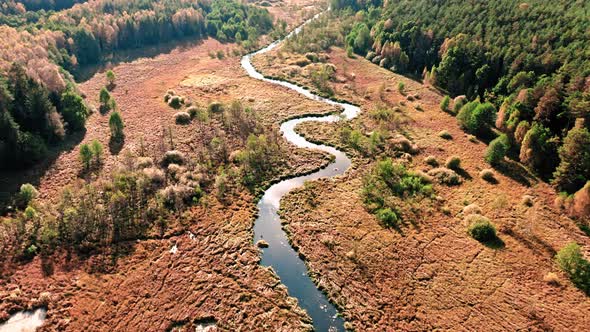 Winding river and brown forest at sunset, aerial view