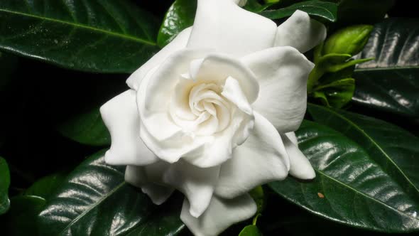 White Flower Opening Time Lapse. Gardenia Jasminoides or Cape Jasmine Flower Blooming on Black