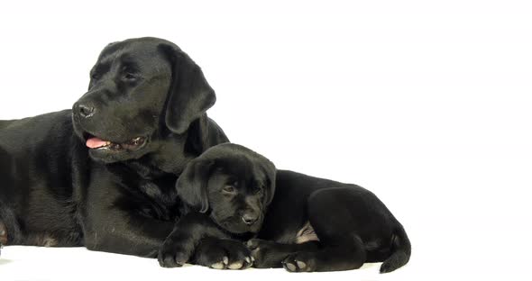 black Labrador Retriever, Bitch and Puppy on White Background, Normandy, Slow Motion 4K