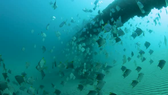 Schools of fish swimming around an underwater pipeline