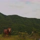 Horses in the Forest - VideoHive Item for Sale