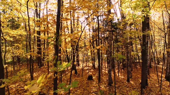 Colorful Autumn Forest Wood