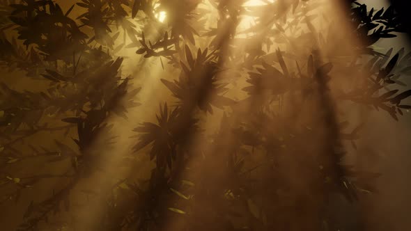 Rays of light behind foggy forest